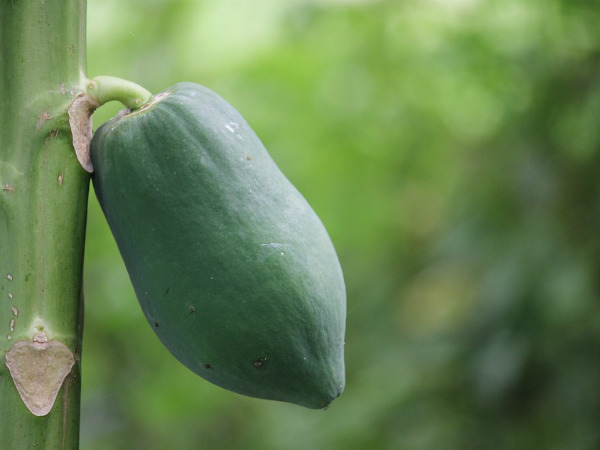 ৩. গ্যাস্ট্রিক প্রবলেমকে দূরে রাখে: