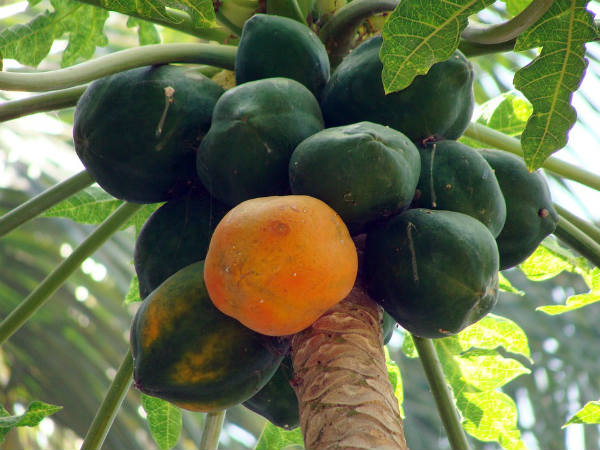 ৬. ফুসফুসের কর্মক্ষমতা বাড়ে: