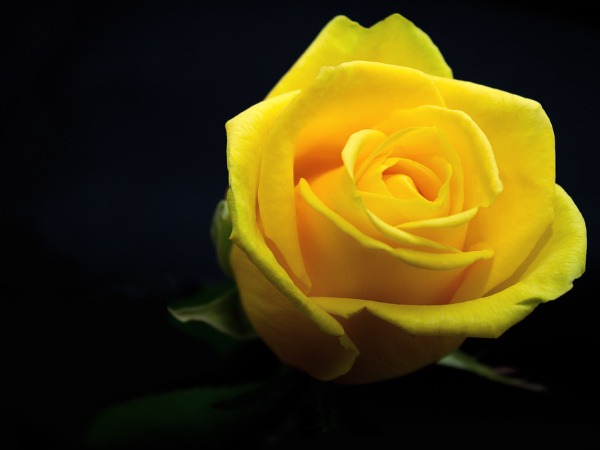 ১. প্রকৃতি এবং রং: