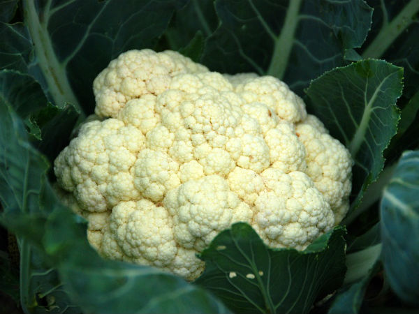 ১. ফুলকোপি: