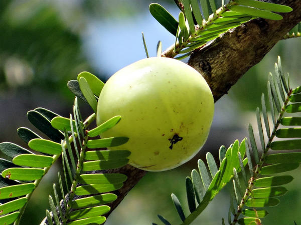 ৪. আমলা: