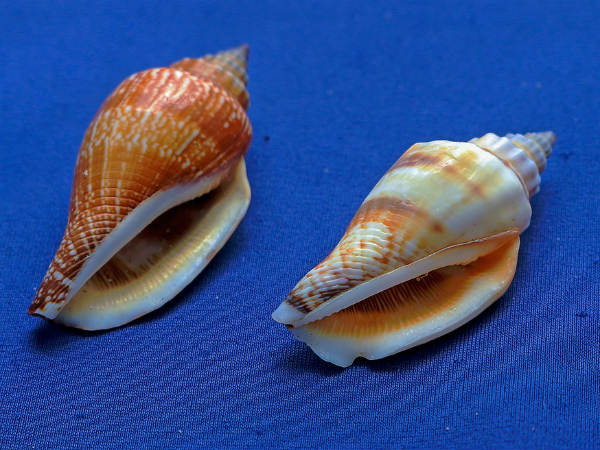 ৩. জলের শঙ্খ: