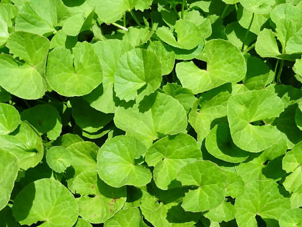 ১. ফুসফুসের ক্ষমতার উন্নতি ঘটে: