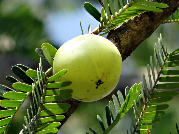 ১. আলসারের মতো রোগকে দূরে রাখে:
