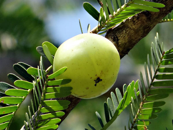 ৯. আমলকি: