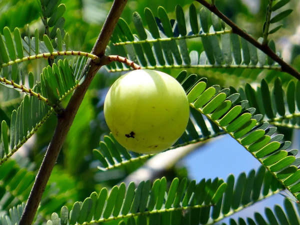 ৬. গল ব্লাডার স্টোনের মতো রোগকে দূরে রাখে: