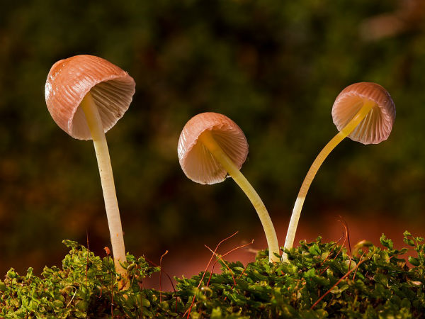৭. খারাপ কোলেস্টেরলের মাত্রা কমায়:
