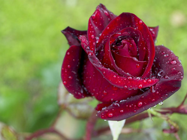 ৭. একটা গোলাপ: