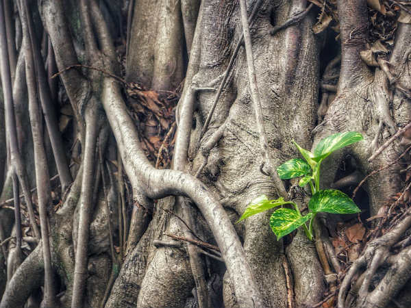 ৯. মানি প্লান্ট: