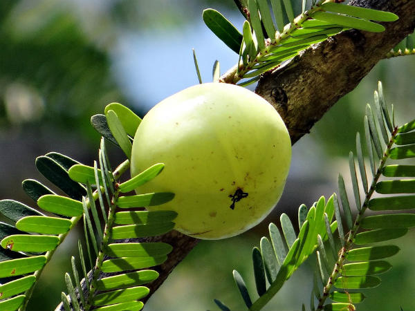 ৯. আমলকি: