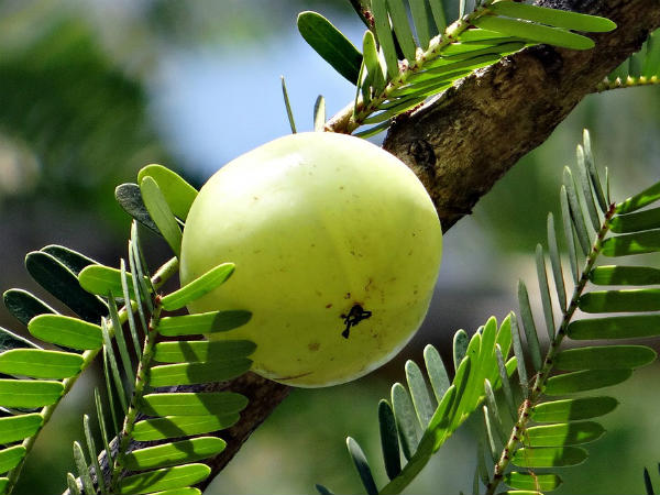 ১. ত্বক ফর্সা হয়ে ওঠে: