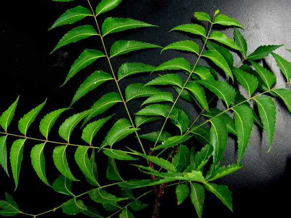 ১. খুশকির প্রকোপ কমায়:
