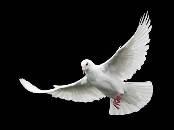 ২. পায়রা: