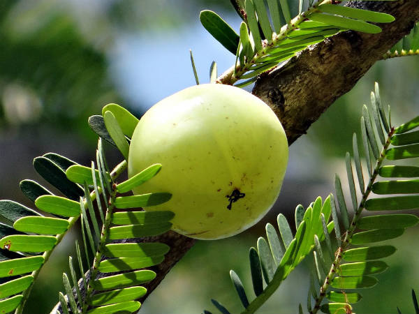 ২. আমলকি: