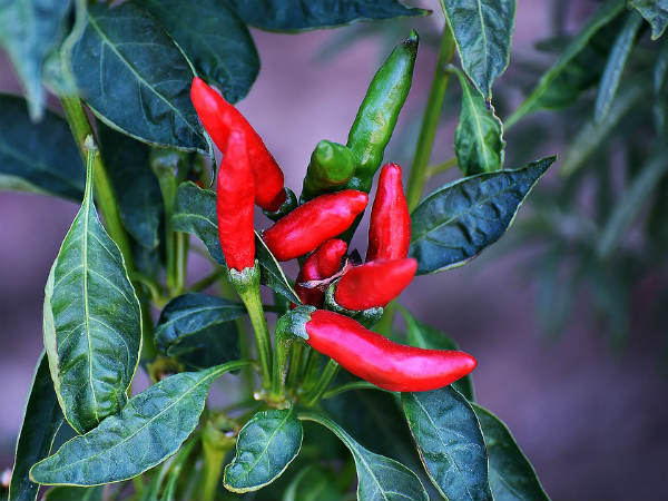 ২. সংক্রমণের আশঙ্কা কমায়: