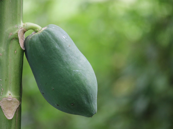 ৩. শকর্রার মাত্রা কমিয়ে দেয়: