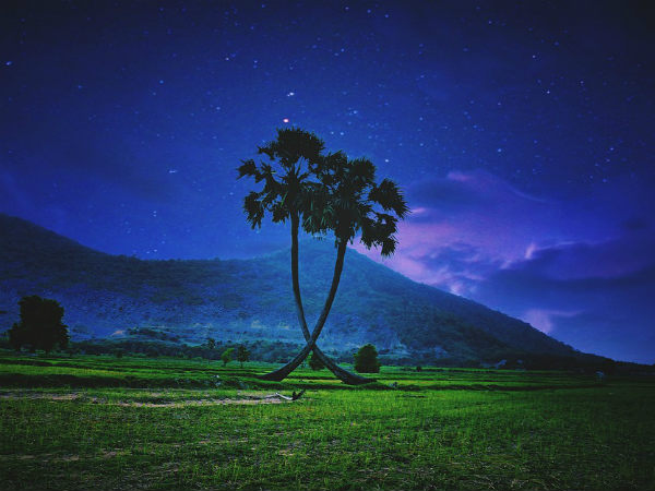 ৪. নারকেল গাছ: