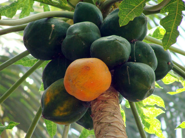 ৮. কিডনির স্টোনের আশঙ্কা বৃদ্ধি করে:
