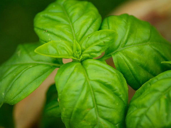 ৮. মুখের দুর্গন্ধ দূর করে: