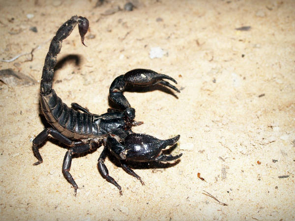 ৯. স্করপিয়ান:
