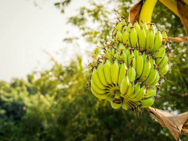 ১. খারাপ কোলেস্টেরলের মাত্রা কমায়: