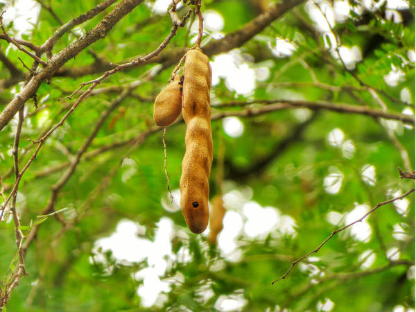 ৩. তেঁতুল গাছ:
