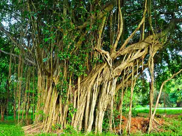 ৩. বট গাছ: