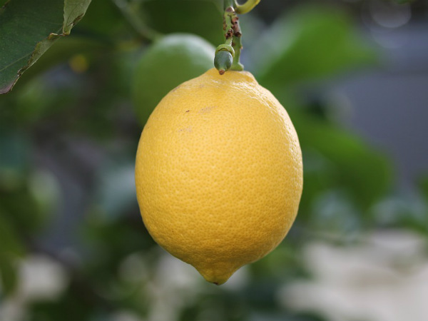 ৩. লেবু: