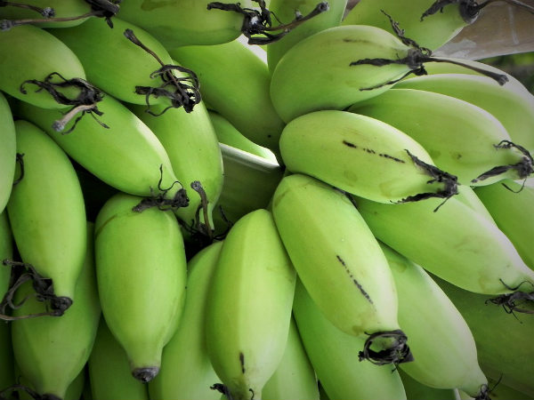 ৫. উপকারি ব্যাকটেরিয়ার সংখ্যা বৃদ্ধি পায়: