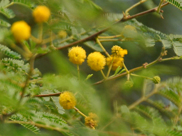 ৬. বাবলা গাছ: