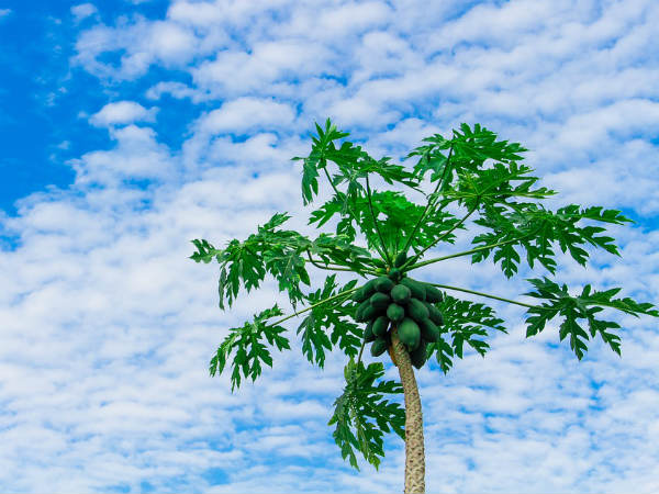 ৬. ব্রণর প্রকোপ কমায়: