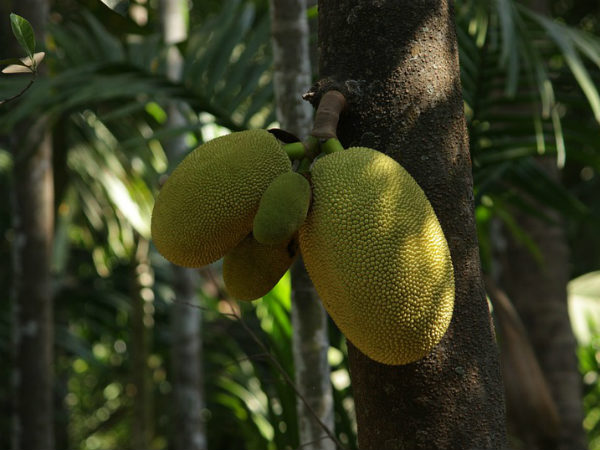 ৬. অ্যানিমিয়ার প্রকোপ কমে: