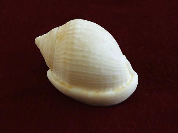 ৮. ফুসফুসের কার্যক্ষমতা বৃদ্ধি পায়: