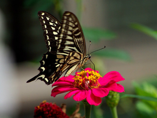 ৮. বাড়ির উত্তর এবং পূর্ব দিকে নয়:
