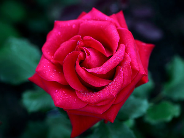৫. গোলাপের পাঁপড়ি এবং দুধ: