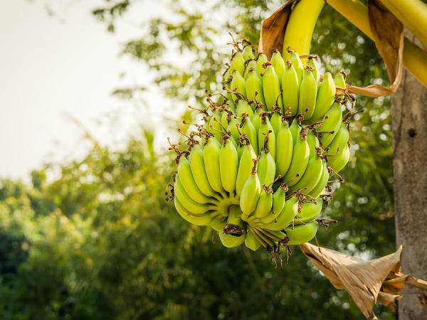 ১. কলা গাছ হল গুরুদেব: