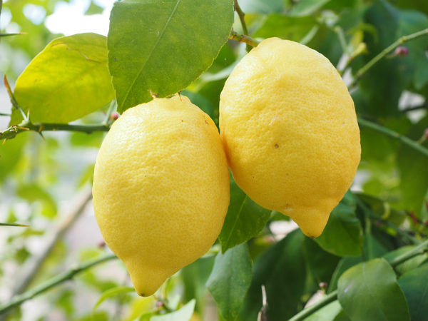 ৩. লেবুর রস এবং ডাবের জল: