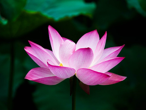 ৩. পদ্ম: