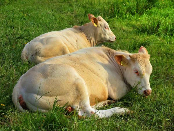 ৪. গরুর সঙ্গে দেখা হওয়া: