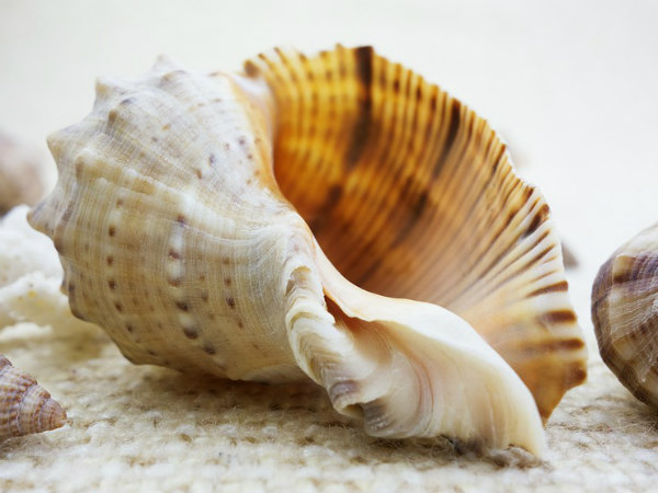 ৪. শঙ্খ: