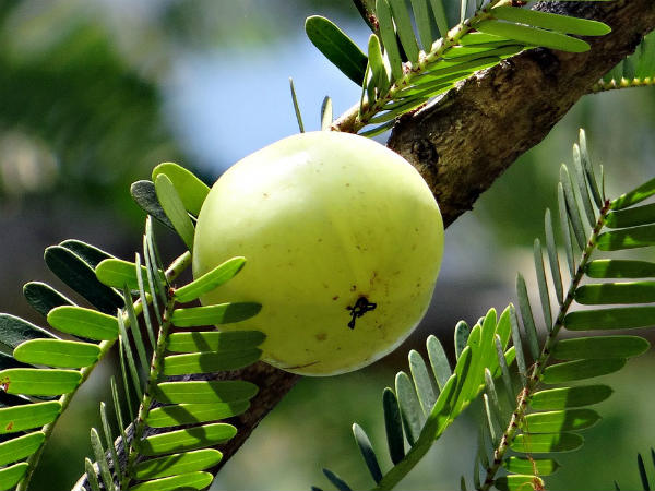 ৫. আমলা:
