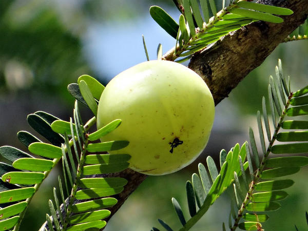 ৫. আমলকির হাতছানি: