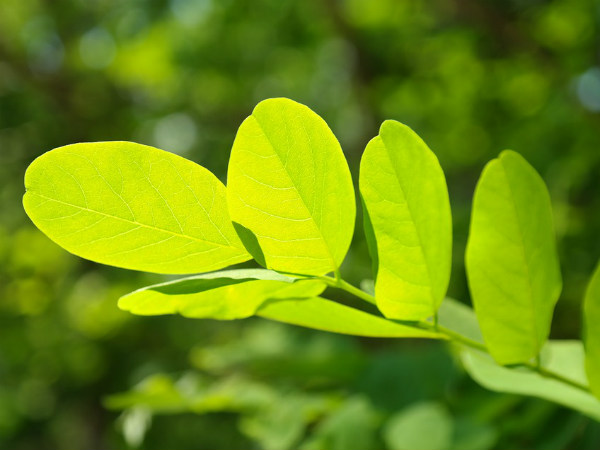 ১. বাবলা গাছ: