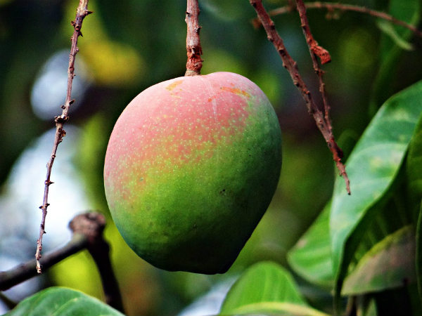 ১. অ্যাস্থেমার মতো রোগের প্রকোপ কমে: