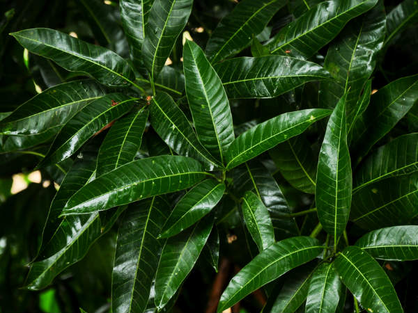 ১. বারে বারে হেঁচকি ওঠার মতো সমস্যা কমে: