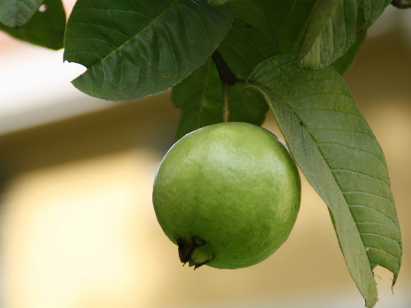 ১১. পেয়ারা পাতা: