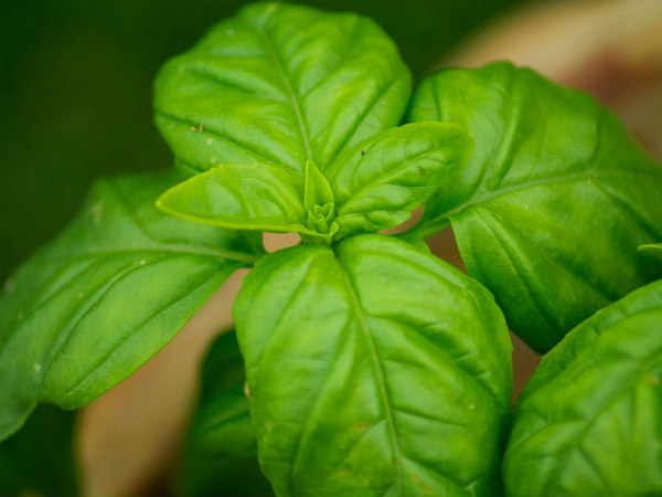 ৫. বাড়ির ভিতরে কখনও তুলসি পাতা রাখবেন না: