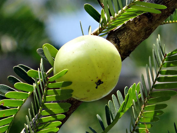 ২.খারাপ কোলেস্টেরলের মাত্রা কমবে: