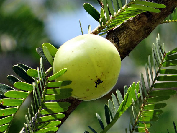 ২. ত্বকের বয়স কমবে: