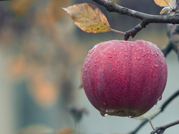 ২. আপেল: